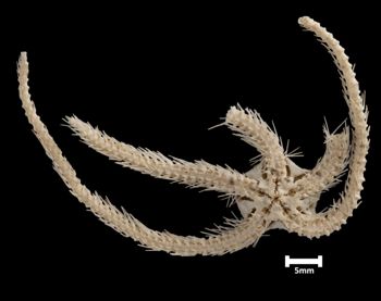 Media type: image;   Invertebrate Zoology OPH-1902 Aspect: ventral